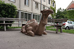 Wien 3D - Leopoldstadt - Kamel